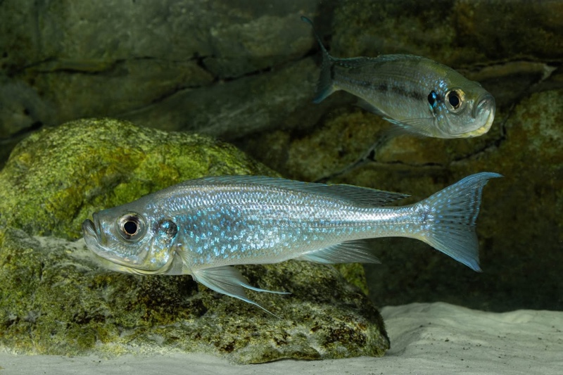 Haplotaxodon microlepis 'Cape Kabogo'